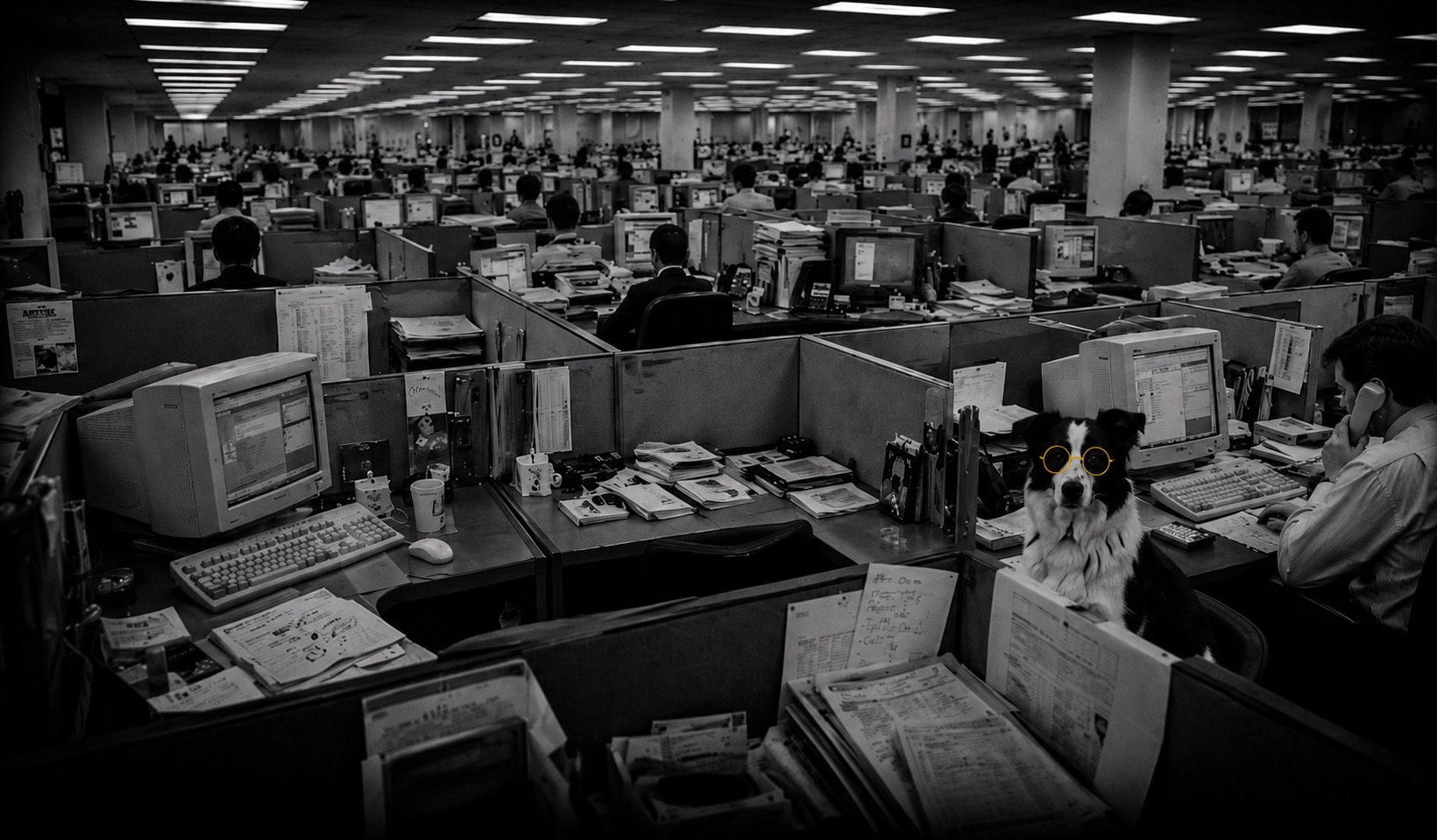 A cubicle office with a border collie in yellow glasses at a desk
